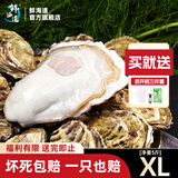 鲜海道【品质】鲜海道生态生蚝  乳山牡蛎 活鲜海蛎子生鲜贝类 XL净重5斤
