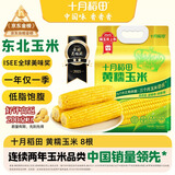 十月稻田 黄甜糯玉米 8根 3.52斤 真空包装 东北粘玉米棒 低脂早餐