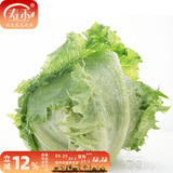 寿禾 生菜种子四季播紫色秋季蔬菜莱种紫叶家庭种寿光菜籽叶菜种籽 （家庭种）结球生菜种子5g