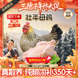 三德子好甄选散养壮年老母鸡 净重1.8-2.4斤 350天土鸡肉生鲜月子鸡汤