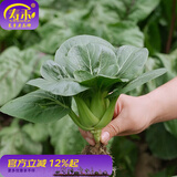寿禾油菜种子矮脚上海青梗菜蔬菜小白菜快菜秋季寿光蔬种籽四季青菜 矮箕苏州青种子60g（30gx2包）