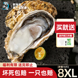 鲜海道【品质】鲜海道生态生蚝  乳山牡蛎 活鲜海蛎子生鲜贝类 8XL-净重10斤