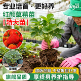 临雅特级草莓新苗盆栽带盆带土发货可结果丹东奶油草莓苗阳台盆栽 特大苗【红颜】草莓1盆