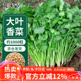花沃里四季大叶香菜种子10g约1000粒 蔬菜种子秋冬季菜籽绿叶菜速成菜