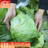 寿禾 生菜种子四季播紫色秋季蔬菜莱种紫叶家庭种寿光菜籽叶菜种籽 （结球）寿禾生菜球种子10g