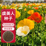 花沃里虞美人花种子约2万粒 花卉种子盆栽阳台种菜土庭院/田间种植草籽