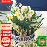沭之美水仙花大种球水培 漳州水仙种球4个球+蝶恋花陶瓷盆  源头直发