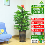 仙植缘【2小时】发财树盆栽蝴蝶兰天堂鸟大型绿植开业乔迁送礼同城配送 |约1.4-1.5米|绿萝柱|黑瓷盆