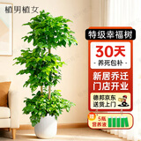 植男植女三层幸福树造型绿宝盆栽客厅室内大型绿植办公室乔迁新居源头直发