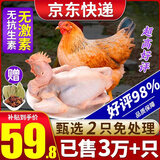柒岛清远鸡生鲜广东土鸡整只农家散养走地鸡童子鸡特产 清远老母鸡2只【净重1.8斤/只】