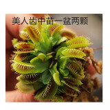 莺歌燕舞【新奇植物】捕蝇草植物花卉绿植驱蚊阳台盆栽食虫趣味猪笼草室内 美人齿中苗（一盆两颗） 原盆载好发货