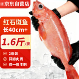 云储生活红石斑鱼海捕鲜活冷冻大眼鱼整条富贵鱼鱼类净重3.2斤共1.6斤/*2