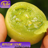 寿禾 圣女果种子小西红柿小番茄大全温室大棚冬春四季种菜蔬菜寿光菜 （绿肉）绿盈小番茄种子20粒