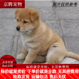 麦基乐 中华田园犬家养幼犬土狗小狗大黄狗纯黑小白狗体活体种狗 田园级 黄色田园犬 公母备注