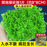 疯狂水草爬地矮珍珠1片水草植物鱼缸造景草坪趴地珍珠草阴性源头直发包邮