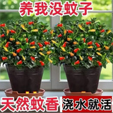 意轩金鱼花吊兰杜鹃花盆栽花卉室内绿植办公室盆栽盆景绿色植物吊兰 金鱼吊兰一盆不含盆
