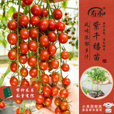 寿禾 小番茄苗千禧盆栽种蔬菜苗 紫千禧圣女果苗12棵源头直发包邮