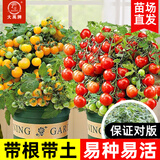 大禹矮生番茄苗盆栽小西红柿苗带土秧苗种子圣女果树苗寿光水果蔬菜苗 盆栽红/黄矮生小番茄苗各2盆