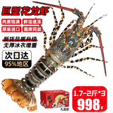 尝鲜生 大龙虾鲜活冷冻澳龙小青龙超大澳洲花龙大虾年货送礼海鲜礼盒 1.7-2斤*3条【花龙海鲜礼盒】