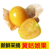 辰实【现货】云南菇娘果新鲜 黄姑娘果 灯笼果菇凉果 1斤