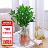 花行榜驱蚊竹柏水培驱蚊植物盆栽办公室桌面花卉水养办公室绿植源头直发