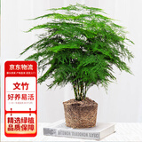 花行榜大文竹盆栽盆景植物室内客厅花卉办公室桌面绿植四季常青源头直发