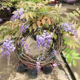 景郁春 JIRYUCUR紫藤花树苗爬藤植物多花紫藤萝树苗阳台庭院紫藤2.5cm粗源头直发