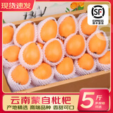 优味集【顺丰快递】枇杷新鲜水果云南蒙自琵琶止咳整箱鲜果中秋节日礼品 净重1000g（尝鲜果14-20g）