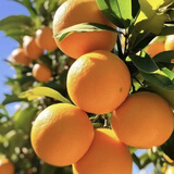 正宗赣南脐橙赣南特产橙子10斤20斤特级大果新鲜赣州脐橙京东包邮 20斤整箱 特级果【80-90mm】(推荐购买)