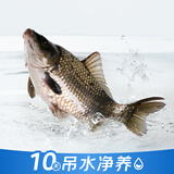 【吊水鱼】鲜活黄金鲫鱼300g/条