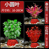 疯狂水草免种植鱼缸造景水草植物直接入缸小圆叶血心兰小红叶源头直发包邮