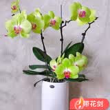 种花迷蝴蝶兰盆栽室内花卉蝴蝶兰花苗带花剑蝴蝶兰大苗当年开花桌面绿植 青苹果原土育苗袋发货+肥料 大苗带3支花剑/当年开花