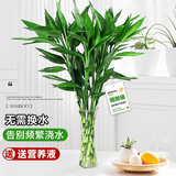 花翁富贵竹水培绿植招财转运室内客厅水养花卉盆栽植物文昌竹源头直发