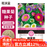 花沃里糖果菊花种子约1000粒 花卉种子阳台种菜土盆栽蔬菜种子庭院草籽