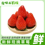 云依禾农庄 现摘红颜奶油草莓头茬草莓新鲜草莓水果礼盒 约4斤装