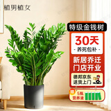 植男植女金钱树大型盆栽植物室内客厅办公室四季常青招财好养绿植源头直发