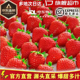 樱鲜多地次日达顺丰JD丹东99红颜香野奶油甜草莓新鲜水果年货送礼盒装 3盒 优选果【60枚】单果10-18g