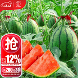 大禹懒汉西瓜种子苗特大适合南方早熟懒人8424麒麟瓜美都无籽水果蔬菜 春秋早春红玉西瓜种子 80粒