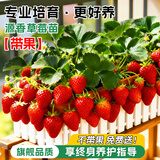 临雅特级草莓新苗盆栽带盆带土发货可结果丹东红颜奶油草莓苗阳台盆栽 【带花带果苗】源香草莓多颗1盆+长条盆