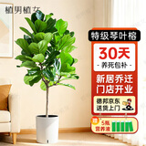 植男植女琴叶榕盆栽绿植室内客厅落地大型易活乔迁新居入户好养源头直发