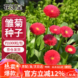 花沃里雏菊花种子约1000粒 花卉种子阳台盆栽种菜土四季草籽庭院/田间种