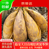 京地达正宗临安天目山现挖芽头笋3斤装单果1两起冬笋竹笋新鲜源头直发
