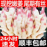 农大姐妹 嫩姜芽 新鲜大仔姜 现挖鲜姜 山东红姜芽净姜红芽大仔姜尾期有丝 1斤