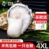 鲜海道【品质】鲜海道生态生蚝  乳山牡蛎 活鲜海蛎子生鲜贝类 4XL-净重10斤
