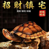 诗轩【招财】乌龟纯种石金龟黄金长寿龟宠物观赏乌龟活体乌龟活物 20-30克（5-6厘） 两只 情侣一对（招财镇宅）