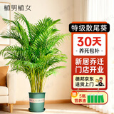 植男植女散尾葵绿植客厅大盆栽落地发财树办公室高级感送货到家