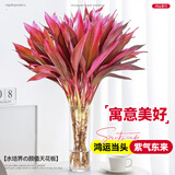 花翁 水培绿植物招财转运室内水养花卉盆栽紫竹70-80cm10棵源头直发