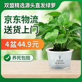 双盟绿萝盆栽除甲醛花卉绿植办公室新房净化空气180早安盆4盆源头直发