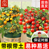 大禹矮生番茄苗盆栽小西红柿苗带土秧苗种子圣女果树苗寿光水果蔬菜苗 红/黄矮生小番茄西红柿苗各6棵