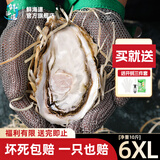 鲜海道【品质】鲜海道生态生蚝  乳山牡蛎 活鲜海蛎子生鲜贝类 6XL-净重10斤